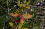 Dogtongue buckwheat